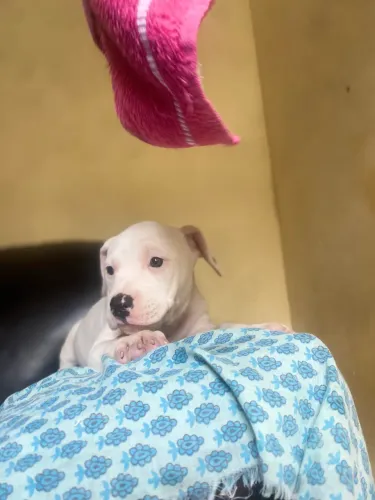 Filhotes American Bully