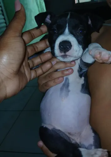 Vendo Pitbull de raça pura