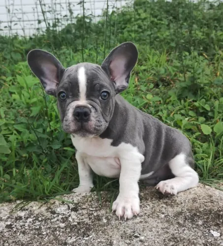 Bulldog francês Macho BLUE PIED exótico 