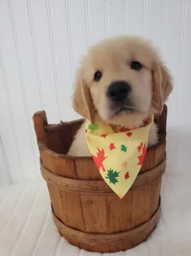 Filhotes de Golden Retriever | Um amigo cheio de boas energias