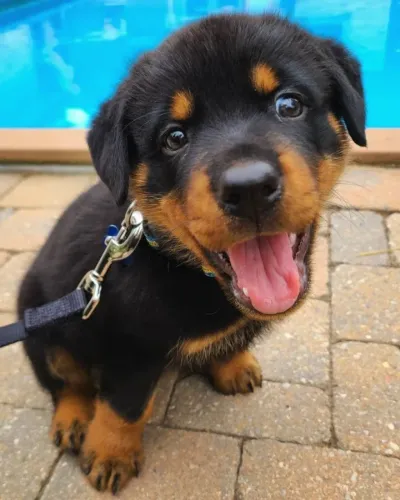 Rottweiler Filhote Forte e Protetor