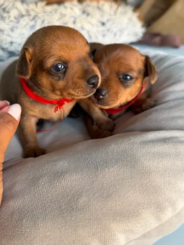 Vendo filhote de Pinscher 1 puro