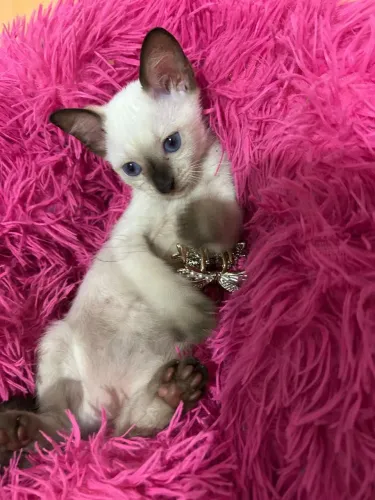 Gatinha para adoção