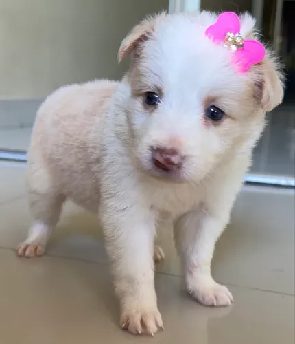 Filhotes de Border Collie (RESERVA)
