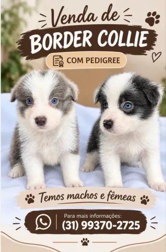 Vendo filhotes boder collie