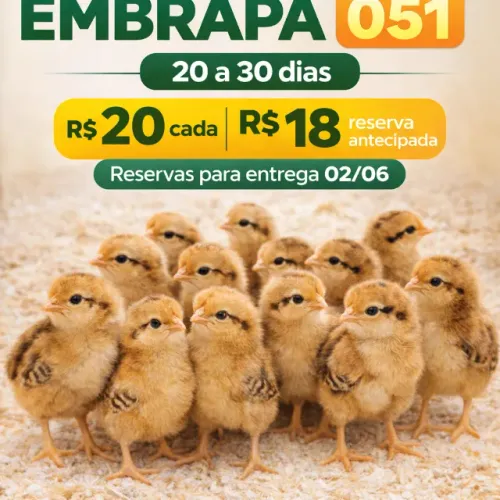 GALINHAS EMBRAPA 051 - RAÇA DE QUALIDADE SUPERIOR