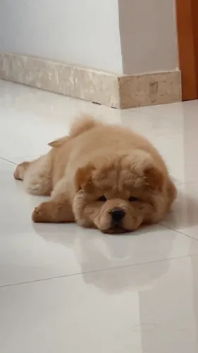 Cachorro ChowChow - 2 meses