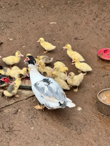 Patos adultos e patinhos ? a venda .