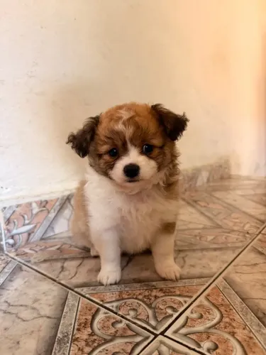 Chiuhauha pelo longo