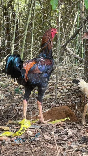 Ovos caipira galados índio gigante