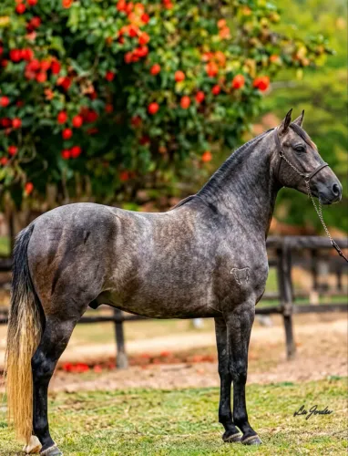 Cavalo mangalarga marchador