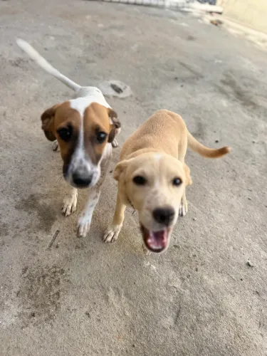 Filhotes cachorras vira-latas fêmeas 6 meses DOAÇÃO URGENTE