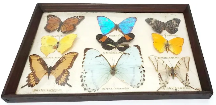 Quadro Vidro Bombe Madeira Colecão Borboletas Naturais 