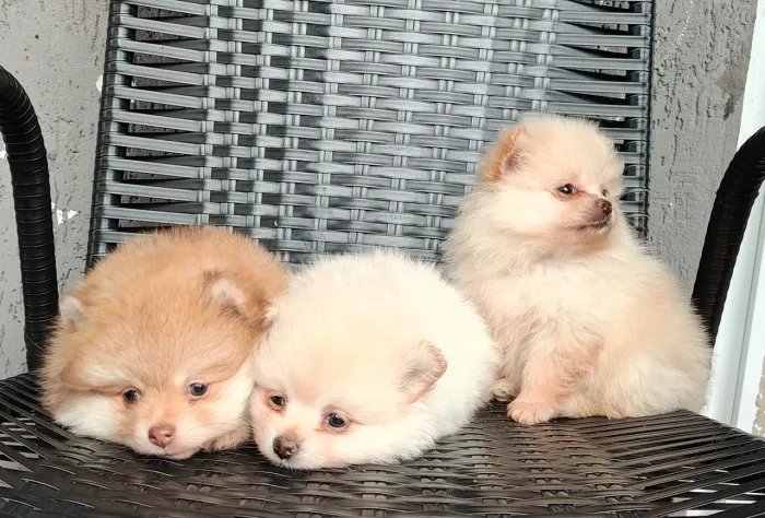 Filhotes Spitz alemão ursinho