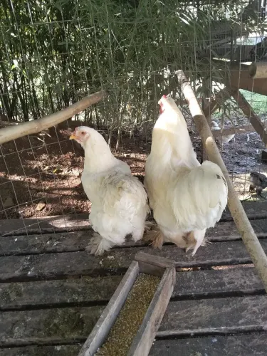 Casal de galos Brama