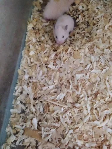 Filhotes de Hamster