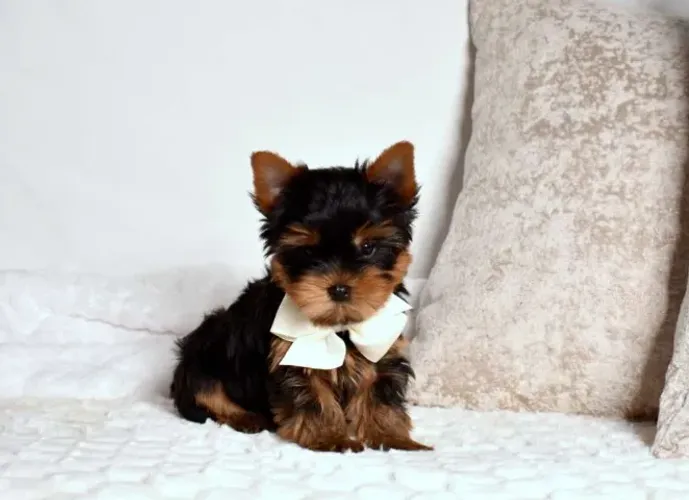 Yorkshire Terrier,Yorkshire Terrier Filhote Vacinado com Muito Charme e Delicadeza