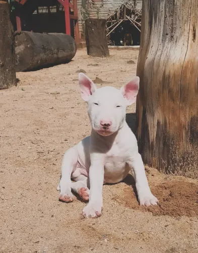 Bull terrier