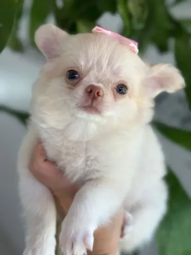 Chihuahua Pêlo Longo Creme!! Visite Nosso Canil.