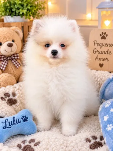 Lindo lulu da Pomerânia