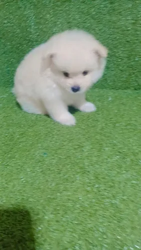 Cachorro