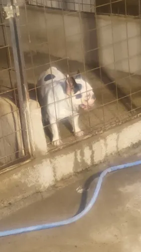 Procura macho de Budog francês macho pra por com uma fêmea que eu tenho