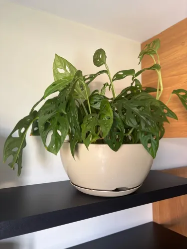 Planta Costela de Eva