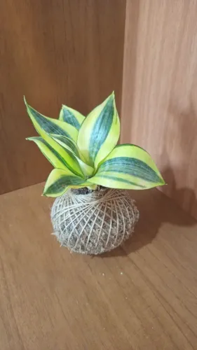 Kokedamas.