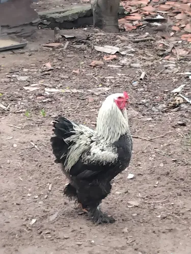 Pintinhos e Ovos Galados Brhama