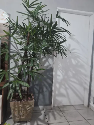 Planta ráfia adulta no vaso