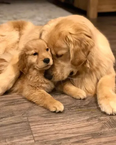 Cãozinho golden retriever muito inteligente e ideal para companhia ativa