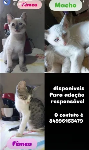 Doação responsável