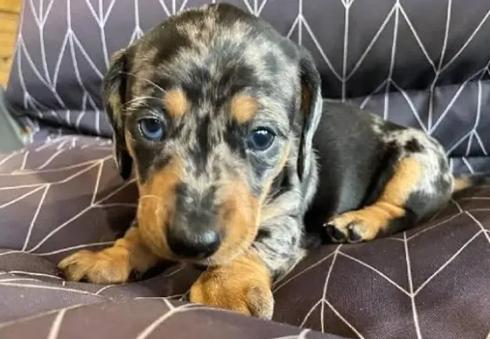 Basset Mini Dachshund Autênticos Alerquins. 