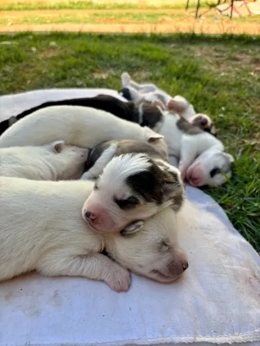 Vendo filhote de Husky Siberiano