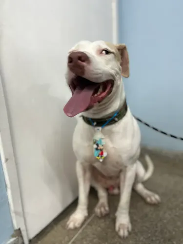DOAÇÃO DE CACHORRO MACHO