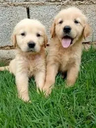 doação de Golden Retriver