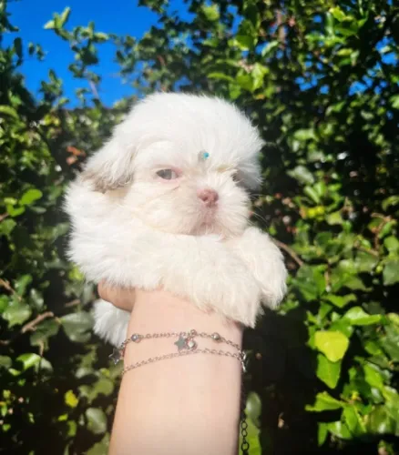 Lhasa Apso,Lhasa Apso Filhote Saudável Excelente Companhia