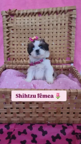 SHIHTZU FÊMEA 1.400 COM PEDIGREE E VACINA