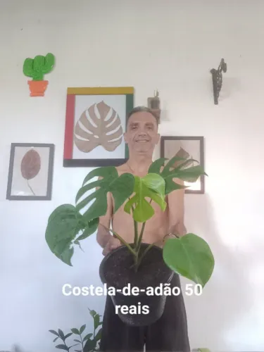 Plantas 