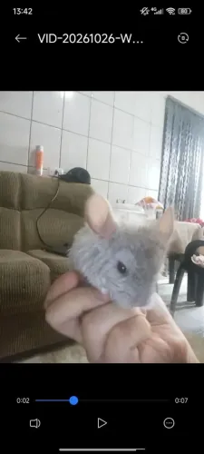 Venda Chinchila