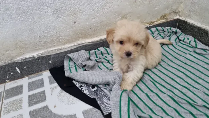 Poodle - Lindos Filhotes Machinhos