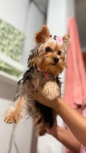 Yorkshire terrier