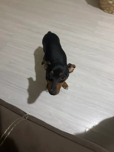 Cachorro filhote de Pinscher
