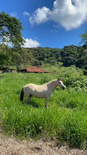 Cavalo Mangalarga Mineiro Baio