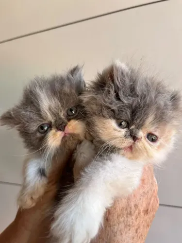 Gatos persas