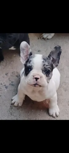 Filhote fêmea de buldogue francês 