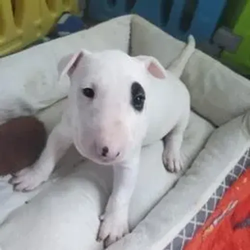 Bull Terrier,Bull Terrier Filhote Linda Linhagem Disponível