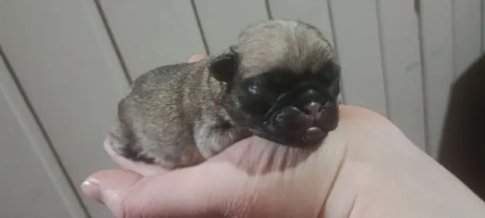 Filhotes de Pug