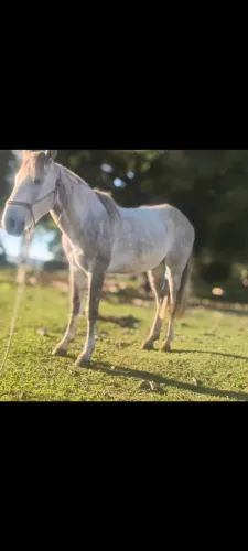 Cavalo 