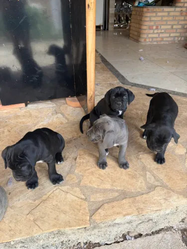 Filhote Cane Corso Italiano (2 Machos Disponíveis)